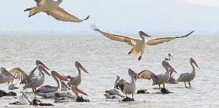 Yeşil ile mavinin buluştuğu kent Balıkesir