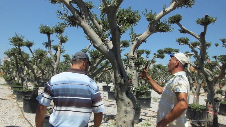 Balıkesir’de zeytin ağaçları süs bitkisi oldu