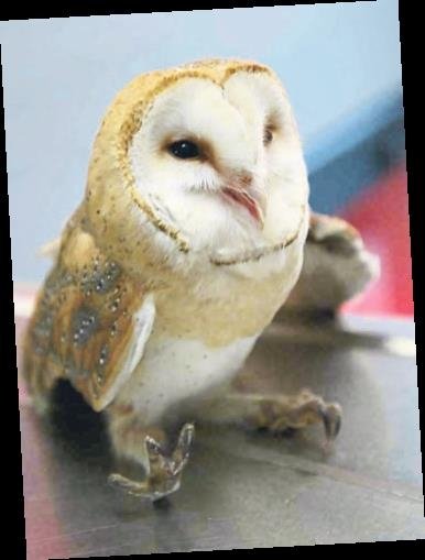 Doğa kuşları, kuş veterineri Burak Uçar’ın kanatları altında