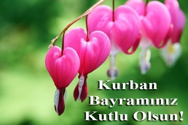 Kurban Bayrami Mesajlari En Guzel Resimli Bayram Mesajlari