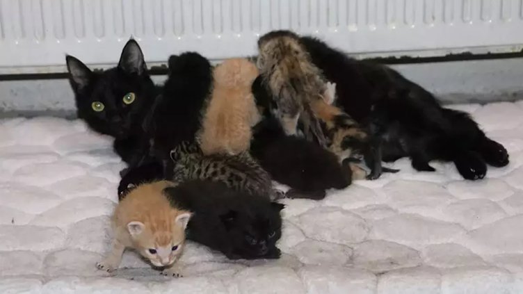 Siyah kedilere uğursuzluk inancı: Kara kediyi uğursuz yapan nedir?