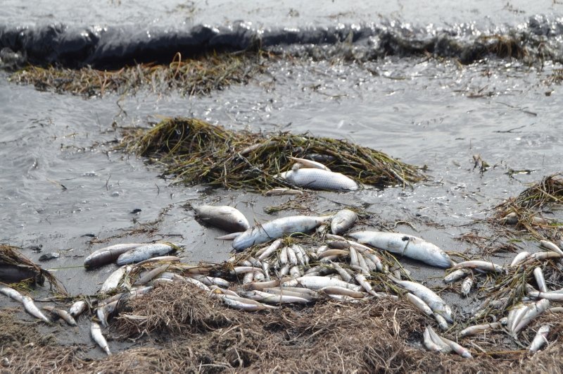 Bafa Gölü’nde ürküten manzara! Yüzlerce balık sahile vurdu