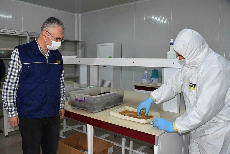 İzmir’in kızılçam ormanlarını terminatör böcekler koruyor