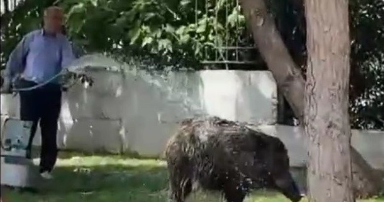 İzmir’de şehre inen domuz sürüsünü hortumla serinletti