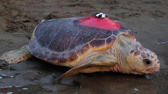 Marmaris’ten Adriyatik’e caretta Tuba ile yolculuk