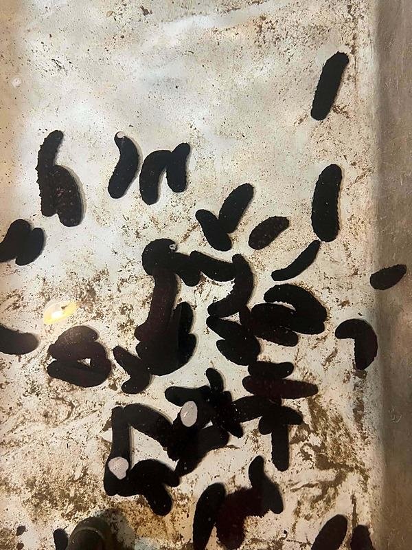 Deniz patlıcanı İzmir Körfezi’ndeki kirliliğe çözüm olabilir mi? Yılda 3,5 kilo deniz tabanı materyalini tüketiyor