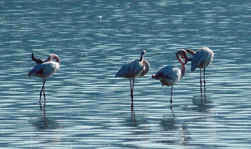 Flamingolar Bodrum’a çok erken geldi