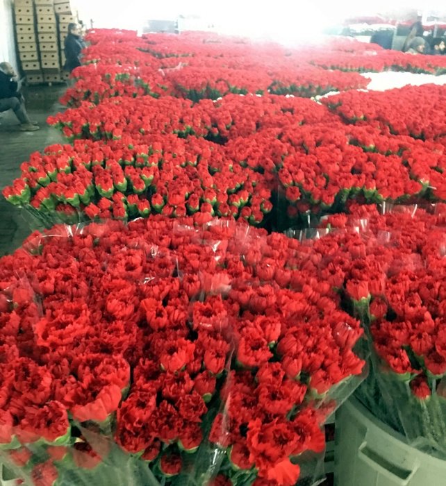 Aşkın sembolü güller, İzmir’de 14 Şubat’a hazır