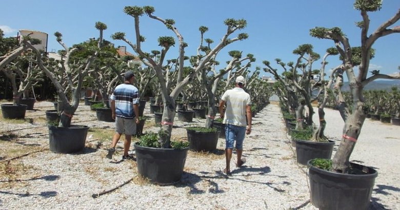 Balıkesir’de zeytin ağaçları süs bitkisi oldu
