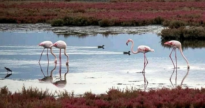 Aliağa’nın flamingolarından kartpostallık görüntüler
