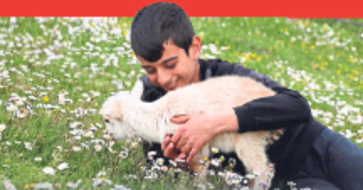 Minik çobanlar birincilik için yarışacak