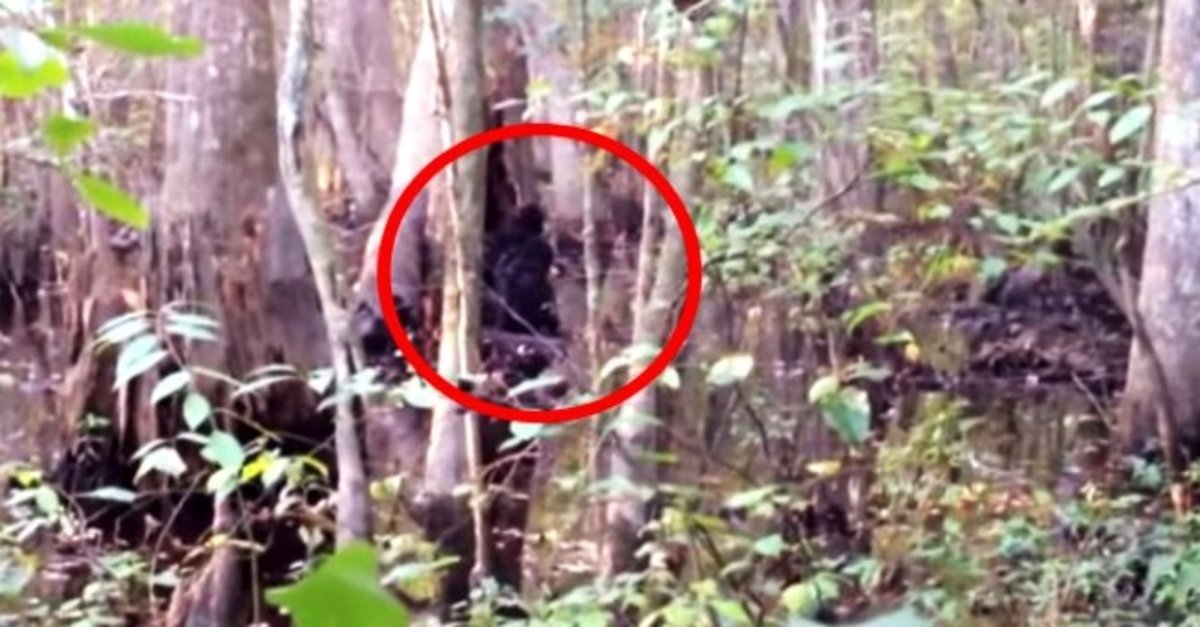 Ormandaki Yaratik Korku Saldi Tuyleri Diken Diken Etti Galeri Yeni Asir