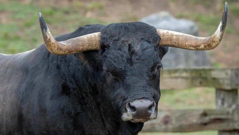 Muğla’da boğa saldırısına uğrayan yaşlı adam yaşamını yitirdi