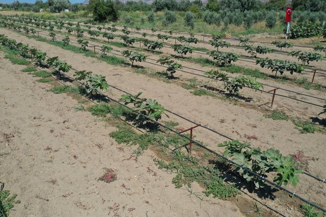 Denediği yöntemle incirde alandan 10 kat tasarruf sağladı