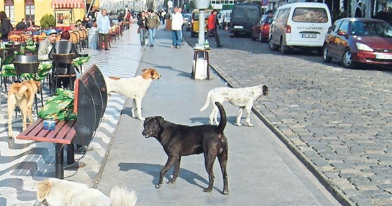 Vatandaşlar TBMM’ye en çok sahipsiz köpeklerden dert yandı: İzmir’de 450 bin sahipsiz köpek var