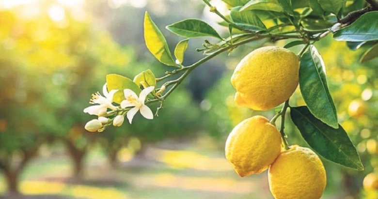 4 ayda 195 milyon dolarlık limon dış satımı