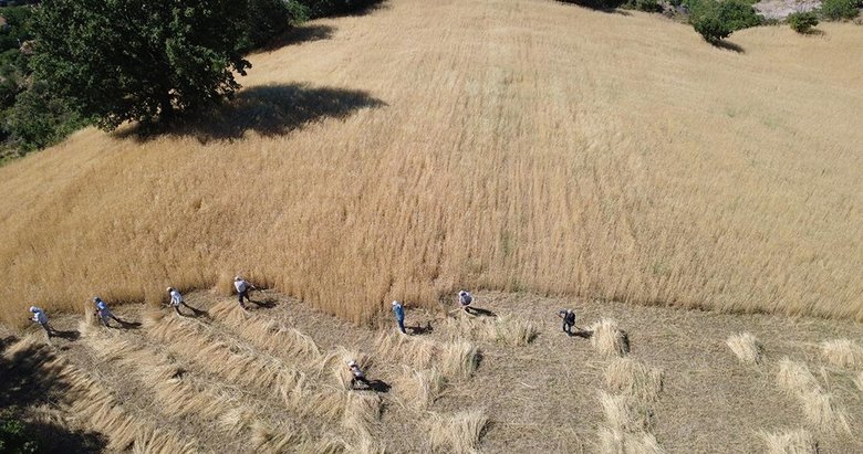 Manisa’da zorlu hububat hasadı yardımlaşmayla kolaylaşıyor
