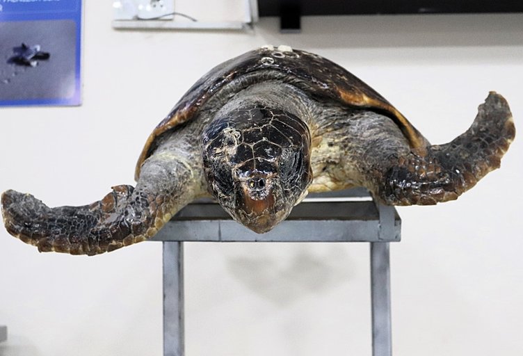 İzmir'deki mumyalanan deniz canlıları merak ediliyor!