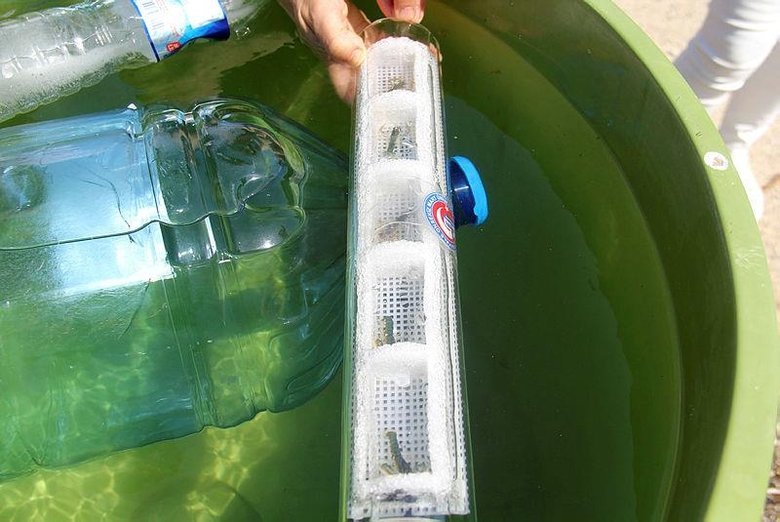 150 yavru Çanakkale’ye bırakıldı! Türkiye’de bir ilk oldu