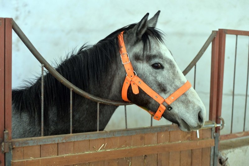 At sevgisiyle kurduğu çiftlikte hipodromlar için şampiyon yetiştiriyor