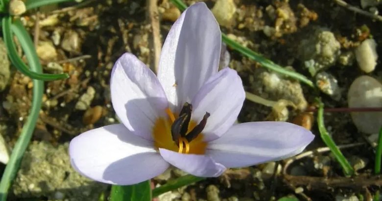 Aydın’da Sultan Çiğdemi’ne dokunanın cebi yanıyor