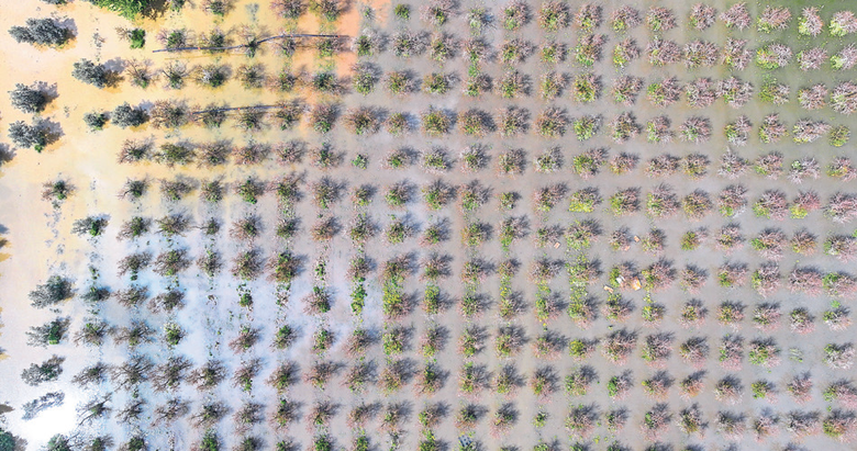 Torbalı’da sağanak nedeniyle bahçeler suyla doldu