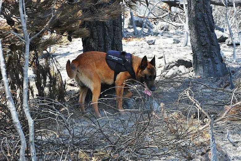 Manisa'daki yangın sabotaj mı? Gizemi 'Tarzan' çözecek