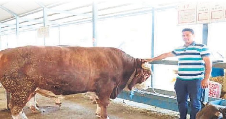 Denizli’de pazarın gözdesi 310 bin TL’ye satıldı