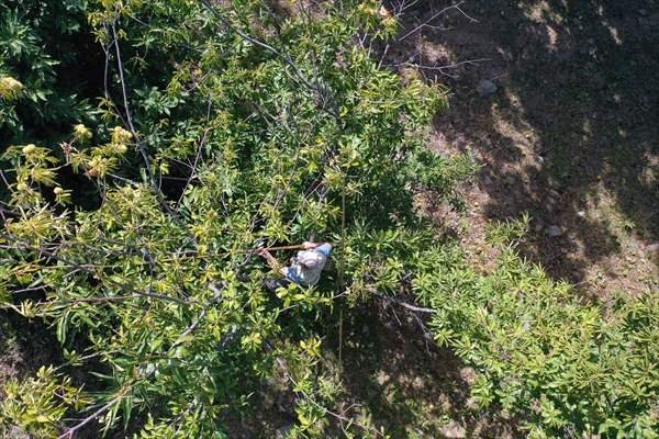Aydın kestanesinde tehlikeli hasat dönemi başladı