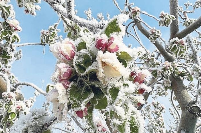 Çiftçinin umudu dondu! Bir yıllık emek bir gecede yok oldu...