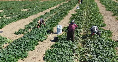 İzmir’de üreticiler tarlaya indi
