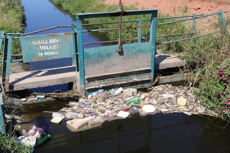 İzmir’de zehirli su paniği! Foça ve Menemen’de sulama kanalında balık ölümleri korkuttu