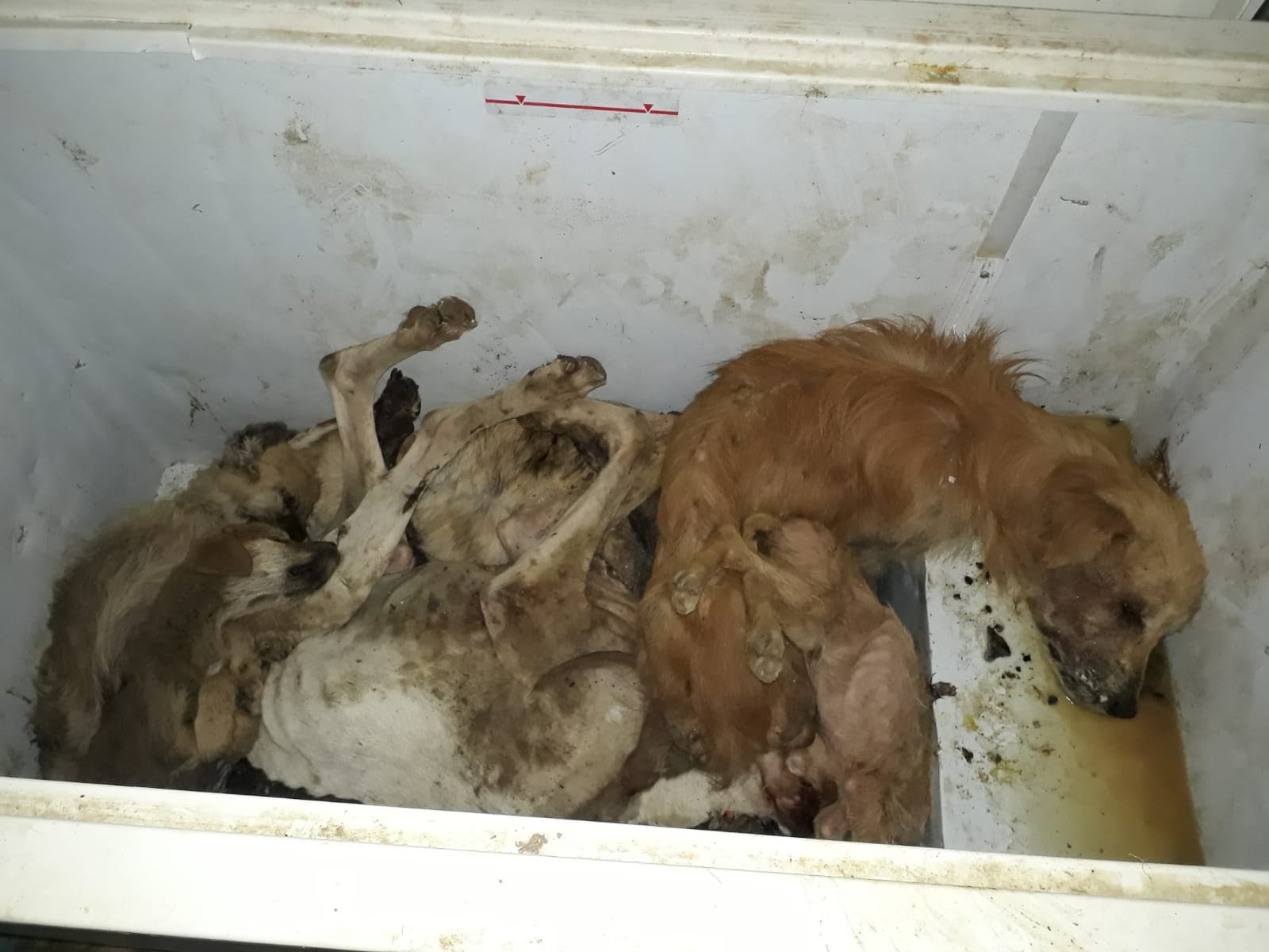 Seferihisar Hayvan Barinagi Icler Acisi Durumda