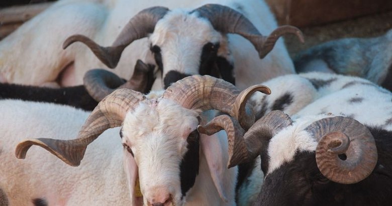 kurban bayrami ne zaman 2019 kurban