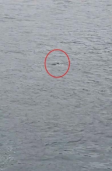 Kendini feribottan denizin soğuk suyuna bıraktı! Ukrayna’dan dönen öğrencinin acı sonu