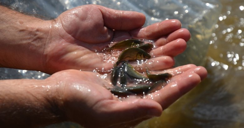 Manisa’daki iki baraja 25 bin pullu sazan balığı yavrusu bırakıldı