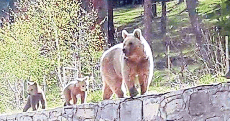 Ayı ailesi gezide