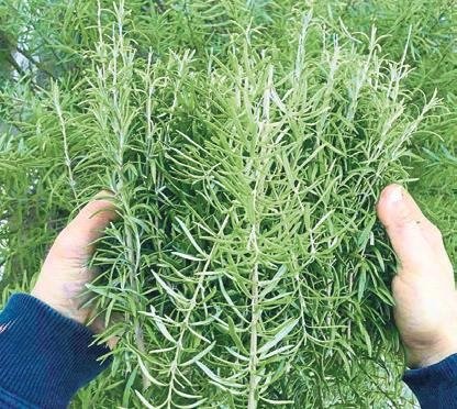 İltihap kurutan besinler