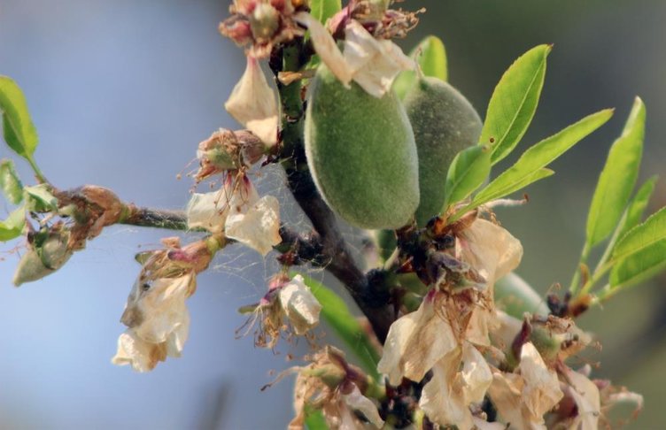 Kilosu 2 bin liradan başlıyor! Mevsimin ilk çağlası çıktı