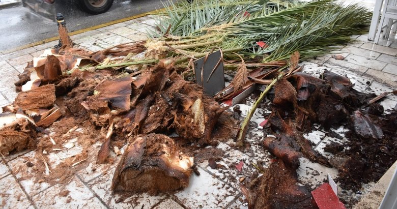 Bodrum’da dev palmiye ağacı dükkanın çatısına devrildi