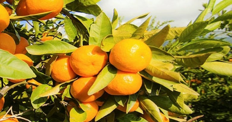 Satsuma mandalinanın ihracat yolculuğu başlıyor