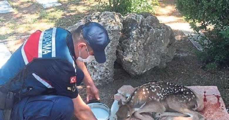 Yaralı halde bulunan kızıl geyik kurtarıldı