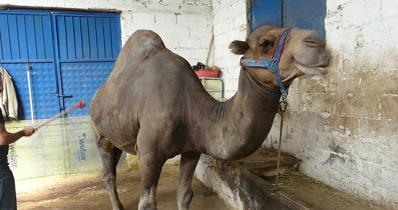 Kurbanlık deve fiyatı, 12 bin liradan başlıyor