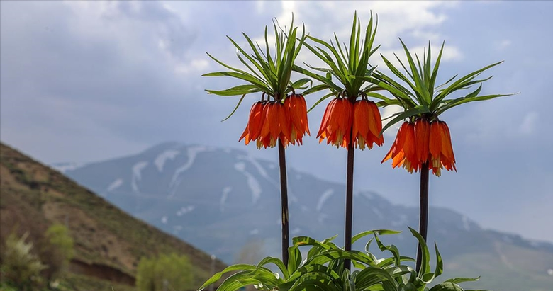 Ters lale koparana 700 TL ceza