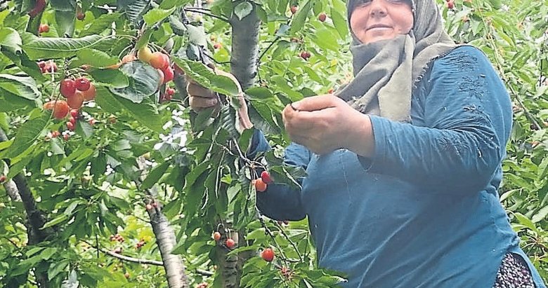 Burmahan kirazı 35 ülkeye ihraç ediliyor