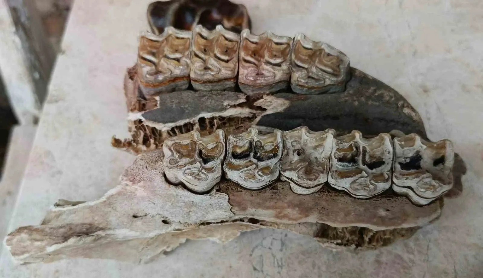 Aydın Kuşadası sahilinden tarih fışkırdı