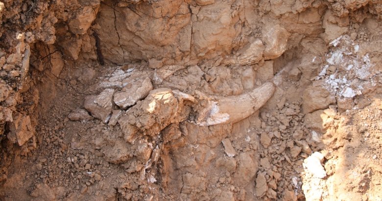 Denizli’de 8 farklı hayvan türüne ait fosil bulundu