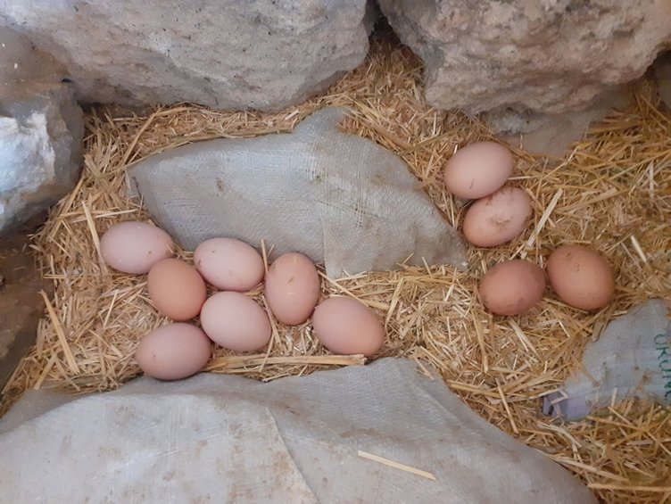 Tavuklarına her gün konser vererek yumurta verimini yüzde 20 artırdı