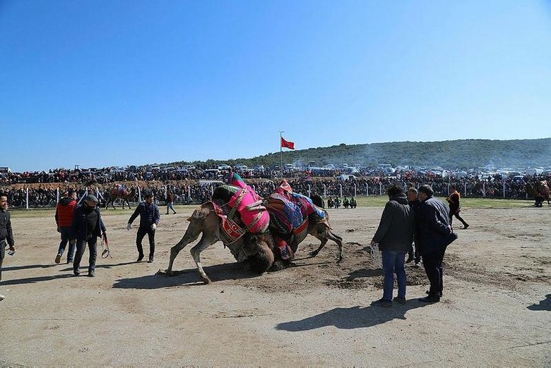 Menderes’teki deve güreşleri binleri buluştu