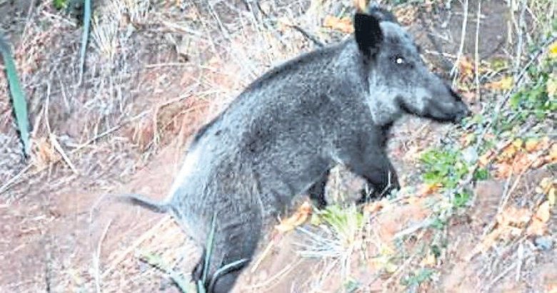 İzmir’de domuzlar zeytin üreticisinin kabusu oldu!